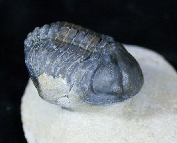 Struveaspis Trilobite New Phacopid #3220